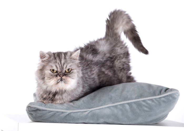 Persian cat lying on top of a gray pillow