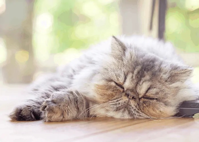 Persian cat sleeping