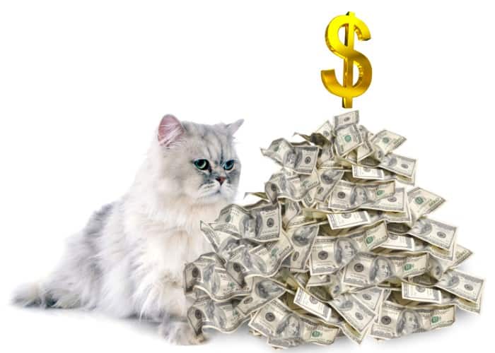 Persian cat with dollar sign and dollar notes