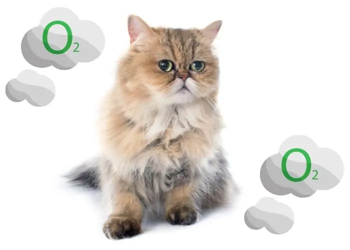 Persian cat with oxygen symbols around it