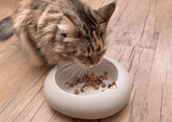 ants being eaten by a cat