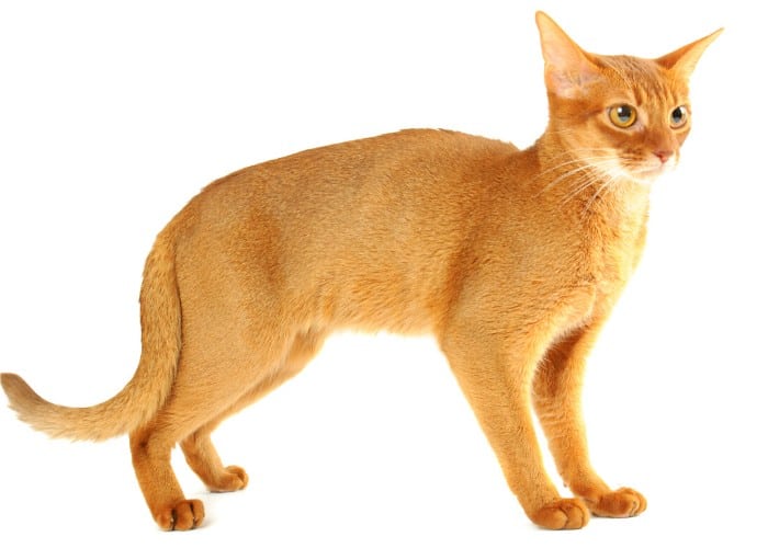 anxious Abyssinian Cat on white background