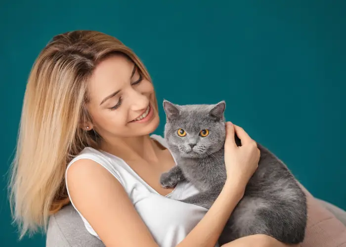 british shorthair cat sitting on owner's bosom
