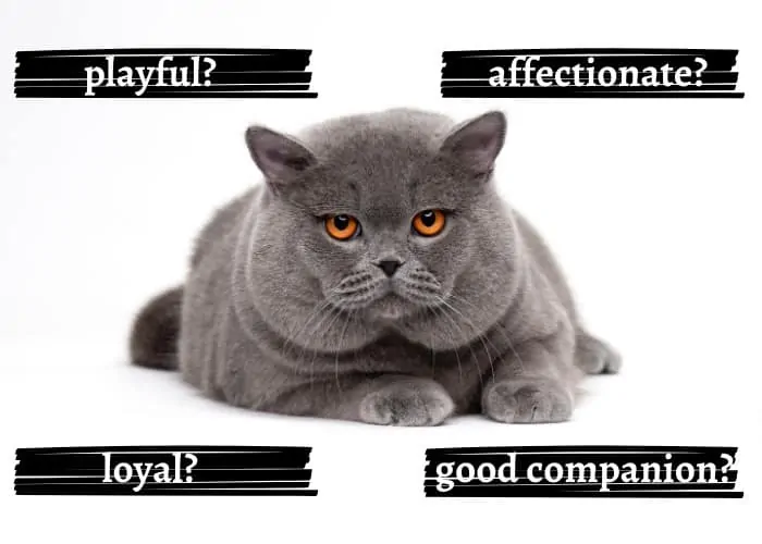 british shorthair cat temperament illustration