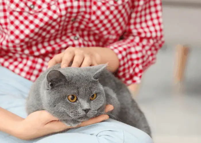 british shorthair cat on owner's lap