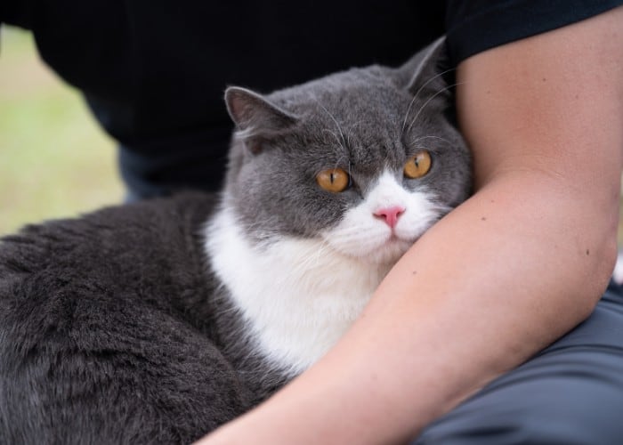 british shorthair hiding in the arms of its owner