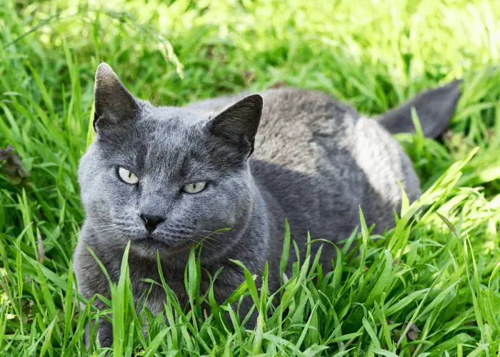british shorthair sitting in the lawn outside the house