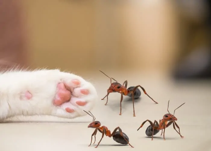 cat bitten by red ants