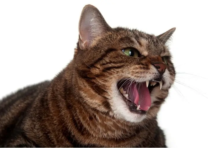 cat hissing close up photo