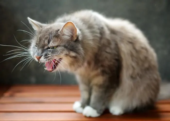 cat hissing for unknown reason