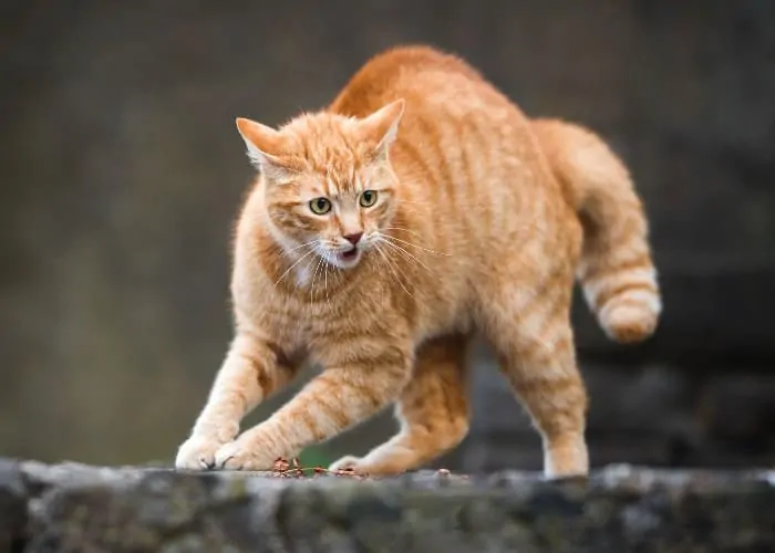 cat hissing on something