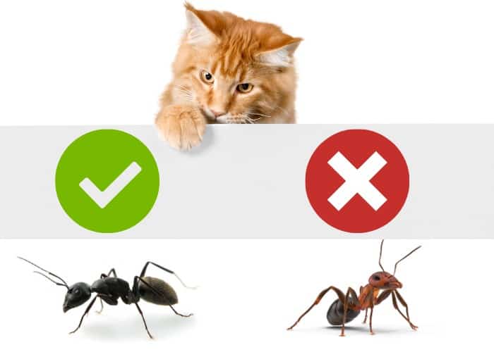 Can Cats Eat Ants? Cat Breeds FAQ