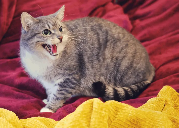 cat on red and yellow blanket hissing on something