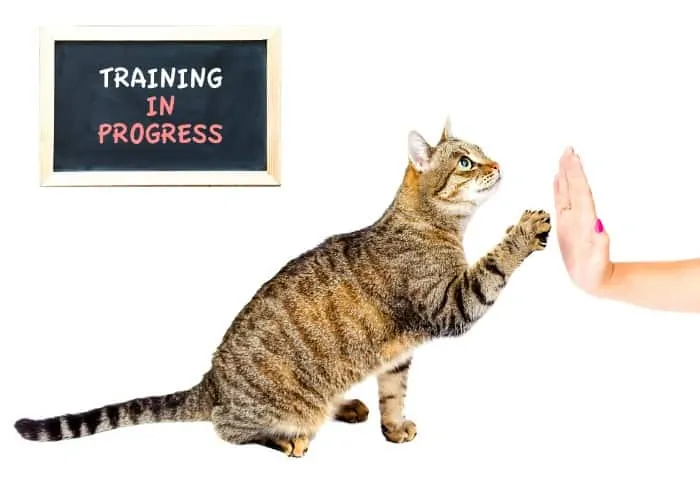 cat training in progress with its owner