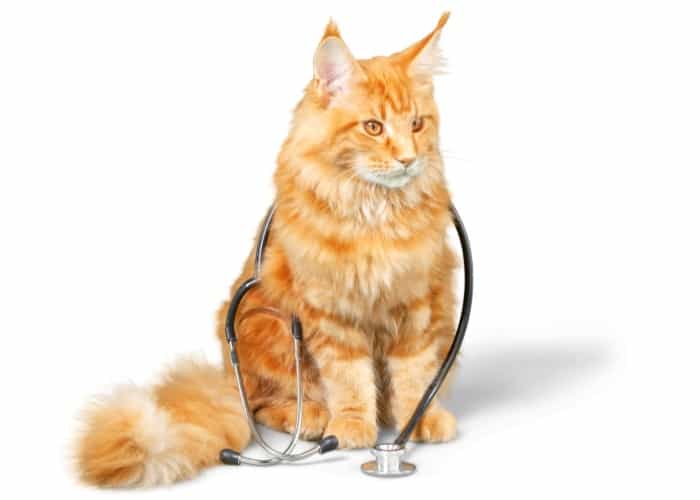 cat with stethoscope around its body