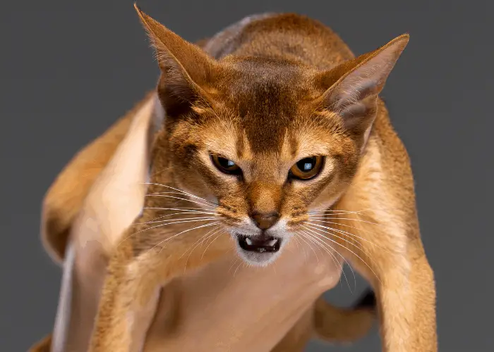  grumpy Abyssinian Cat close up photo