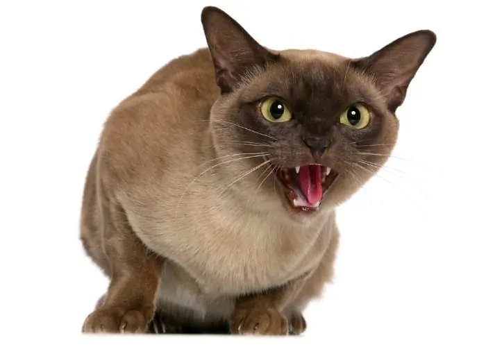 hissing siamese cat on white background