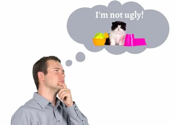 man thinking about a persian cat saying that it is not ugly