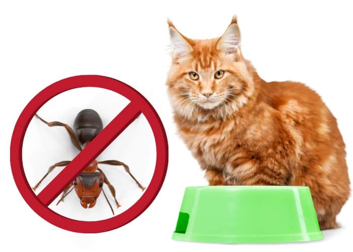 no ants allowed in cat food illustration