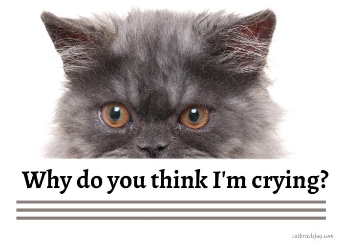 persian cat asking why it is crying