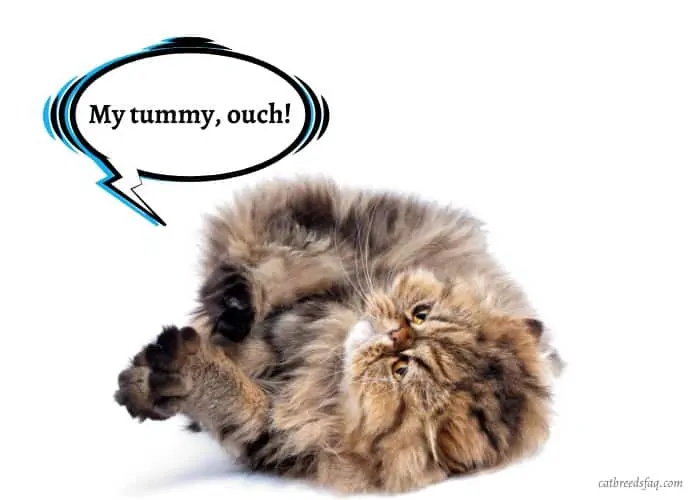 persian cat having a tummy ache 