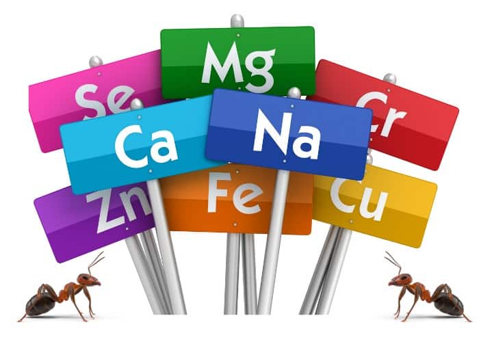 vitamins and minerals from ants illustration