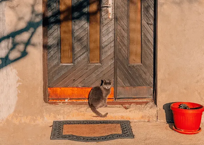 cat behind a door