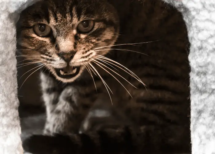 female cat inside a cat house