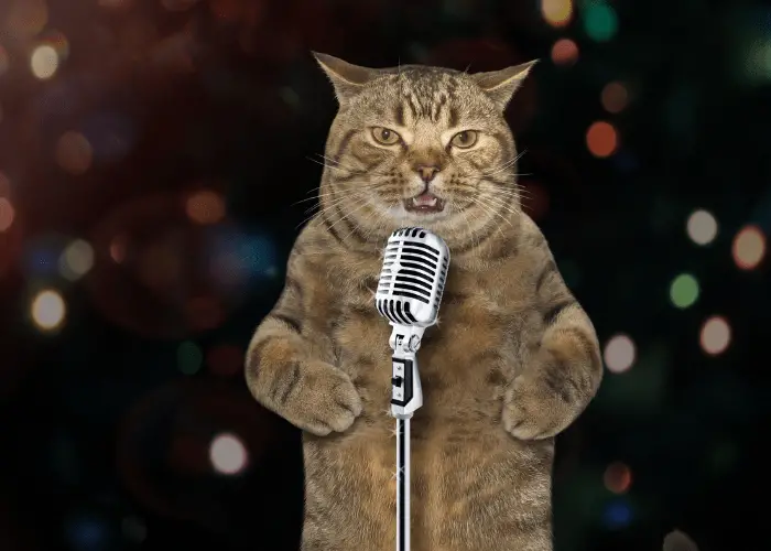 singing cat