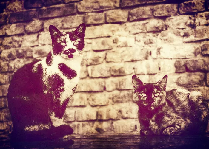 vintage cats photo