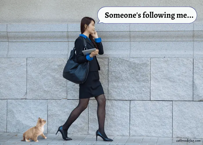 asian lady on her mobile phone being followed by a cat