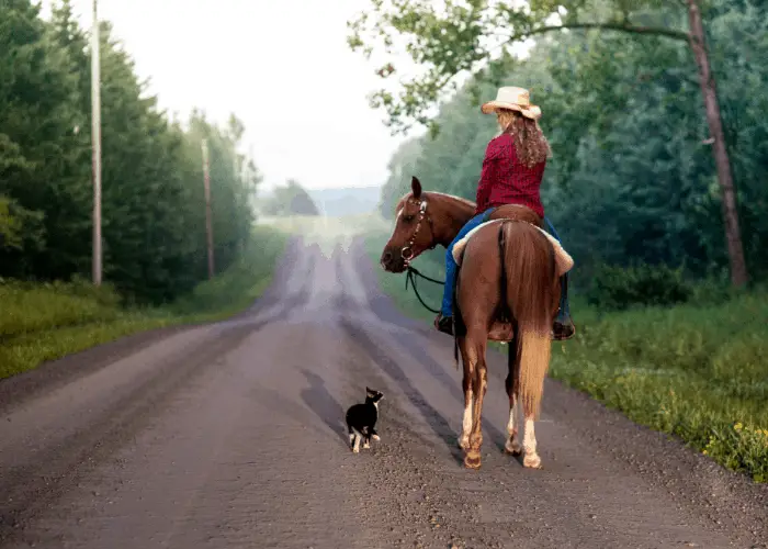 cat following a lady riding on a horse