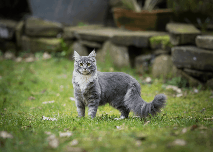 cat in a yard