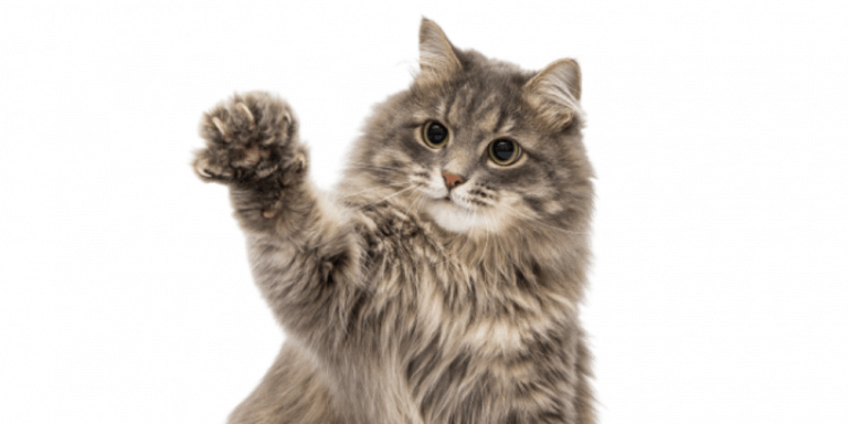 Why Do Cats Shake Their Paws? Cat Breeds FAQ
