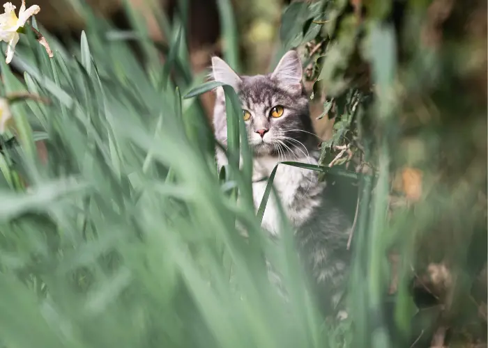 a cat behind grass