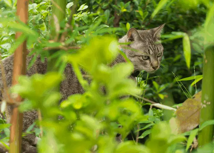 a cat hiding in the forest