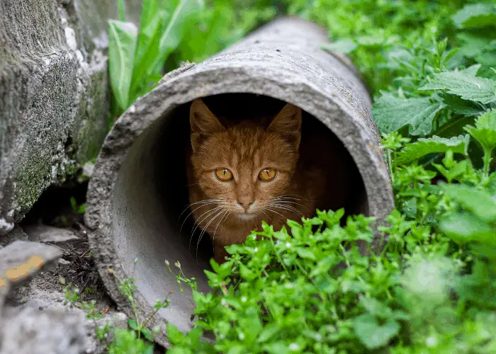 a cat hiding in the hole