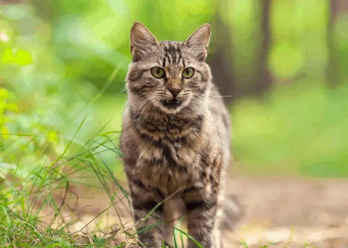 a cat in forest