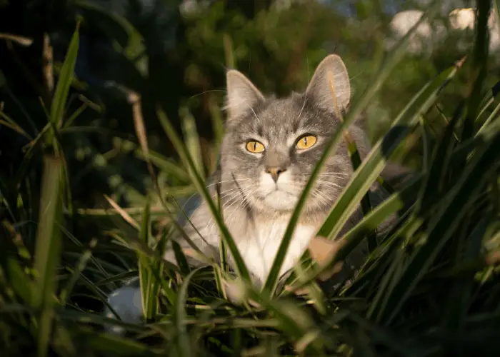 a cat sitting behind grass