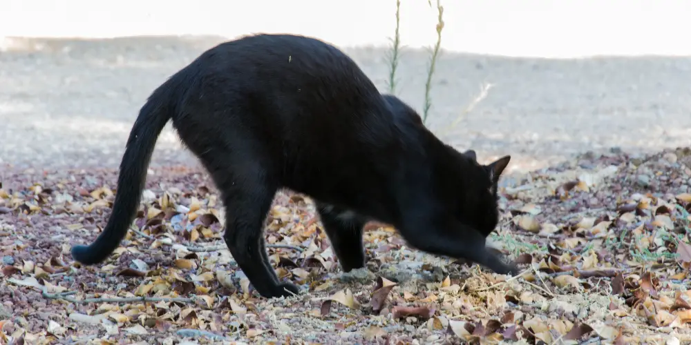 black cat burying its poop