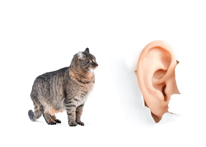 cat and an ear