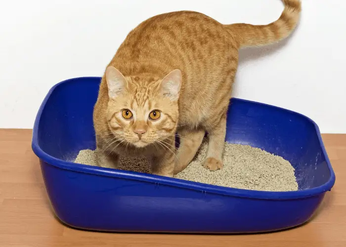 cat dig in the litter