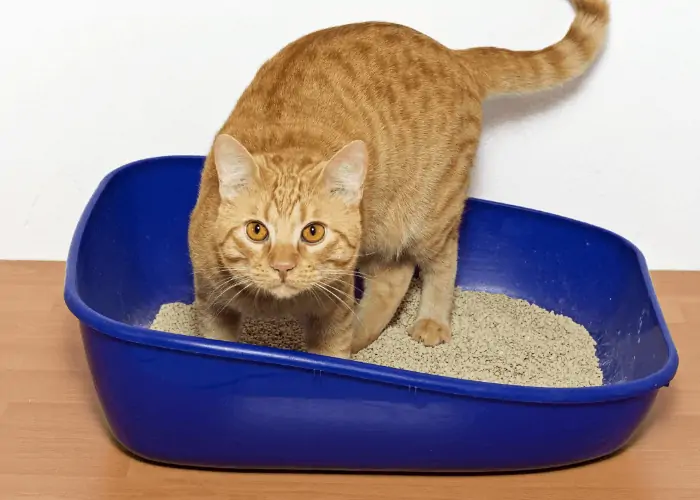 Why Do Cats Dig Holes? Cat Breeds FAQ