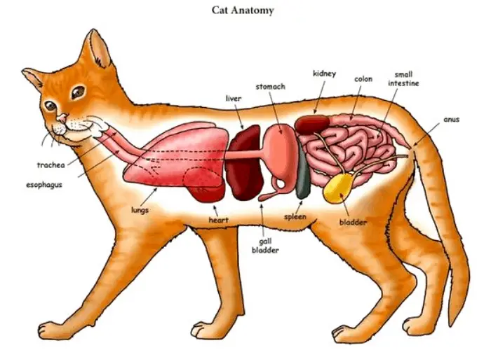 cat's digestive anatomy