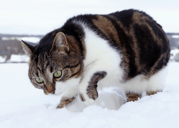 cat digging a hole in the snow