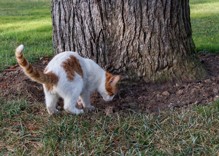cat digging holes in the backyard beside a tree