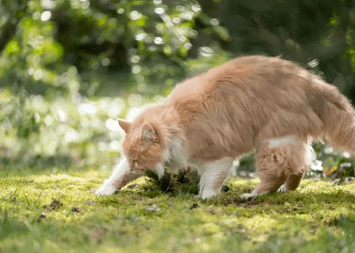 cat digging holes in the backyard