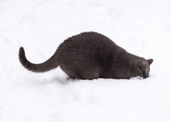 cat digging holes in the snow