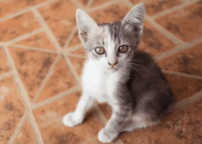 cat digging on the floor