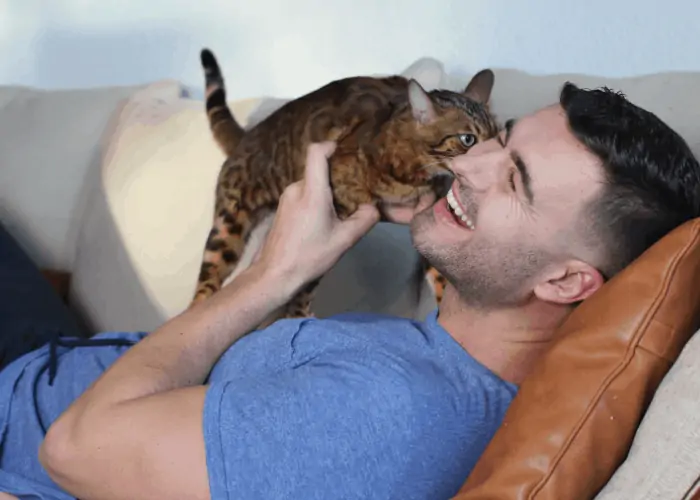 cat licking and nibbling owner's right ear